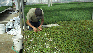 Boreal Reclamation vegetation