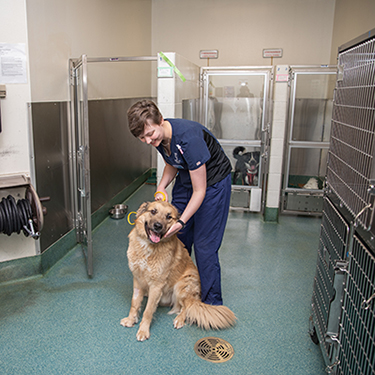 NAIT Animal Health Technology graduate Quinn in the clinic holding a brown dog.
