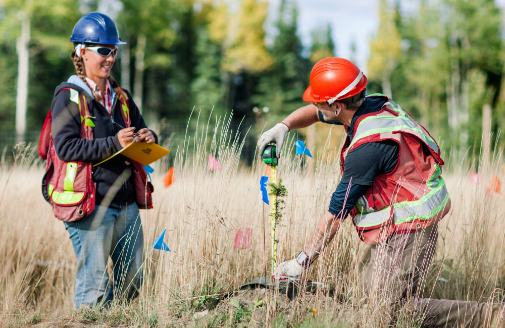 Forest reclamation follows nature’s blueprint