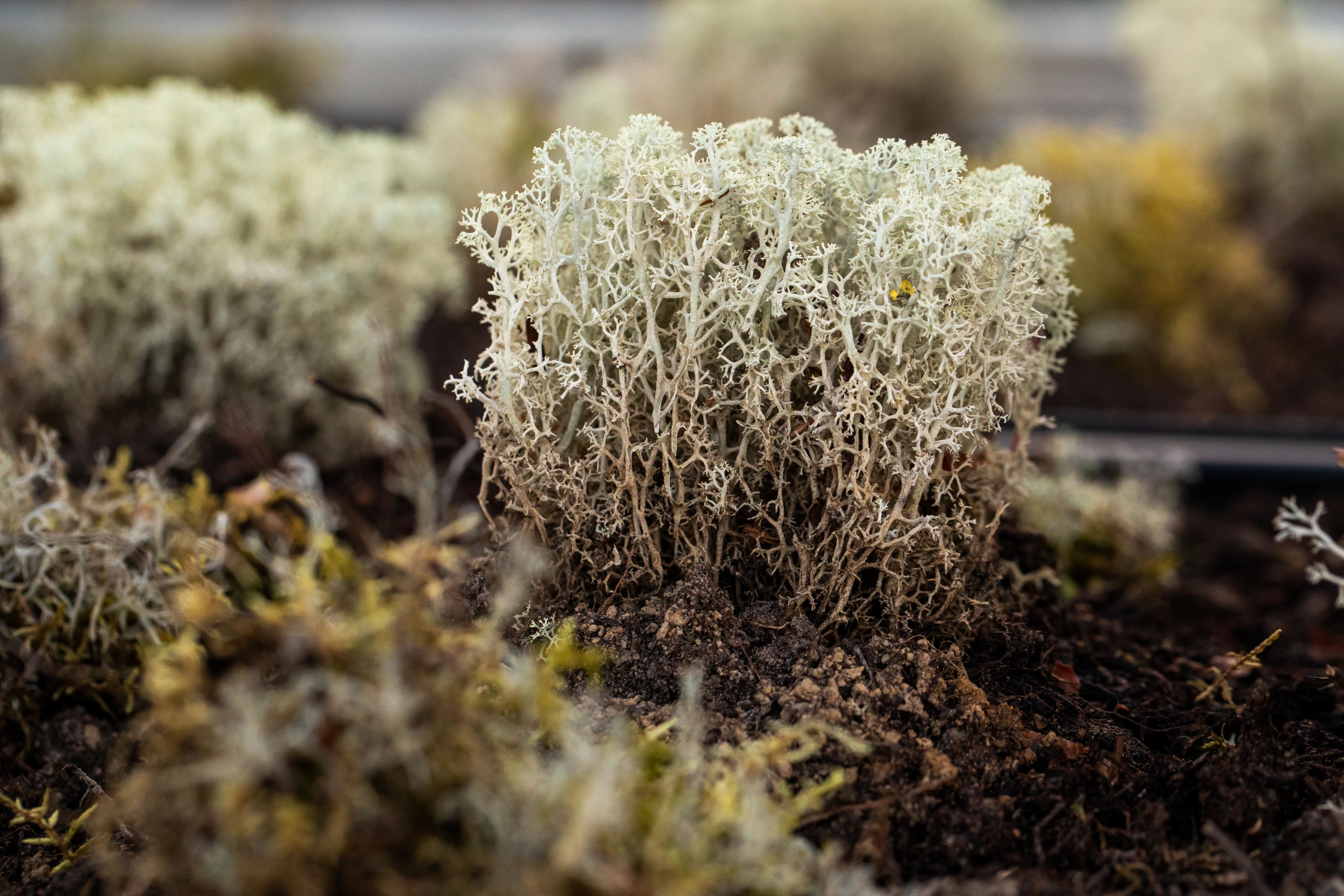 A sample of a lichen transplant being grown in our research greenhouse