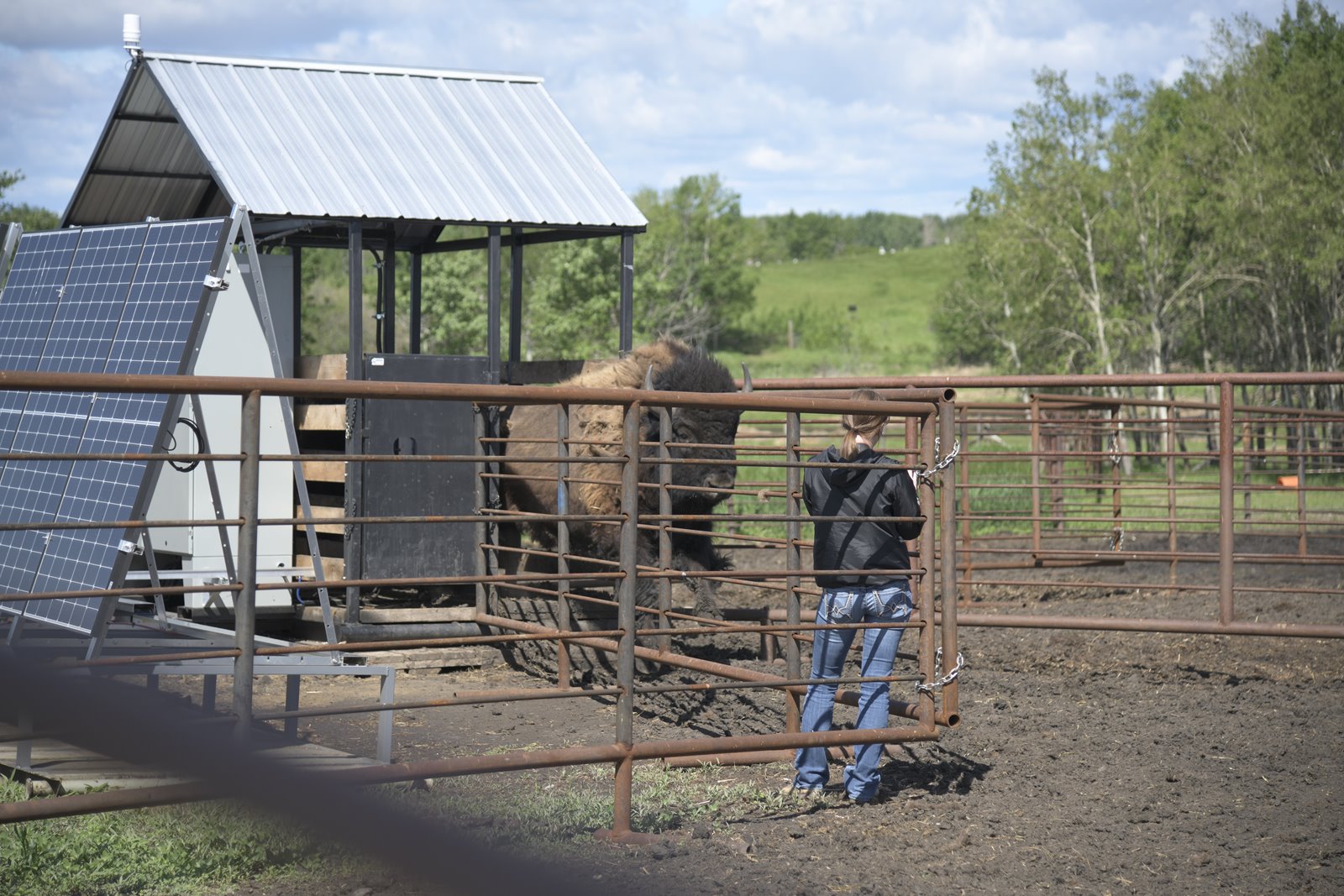 A bison in the BisonSense monitoring pen